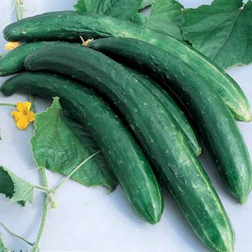 Burpless 26 Cucumber Seeds