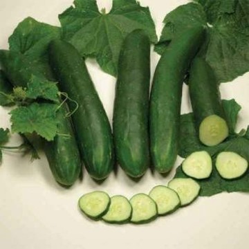 Tanja Cucumber Seeds