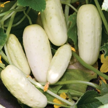 Salt and Pepper Cucumber Seeds