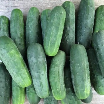 Super Max Cucumber Seeds