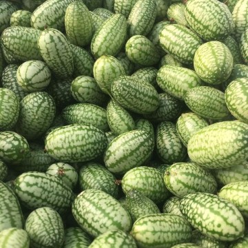 Greenhouse Cucumber Seeds | Cucumbers | Reimer Seeds