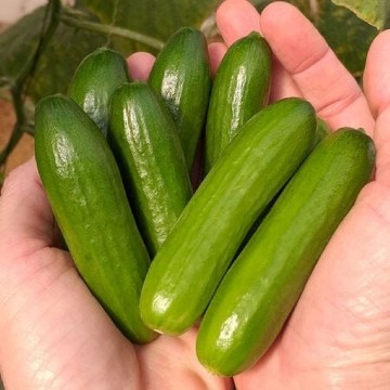 Mini Me Cucumber Seeds