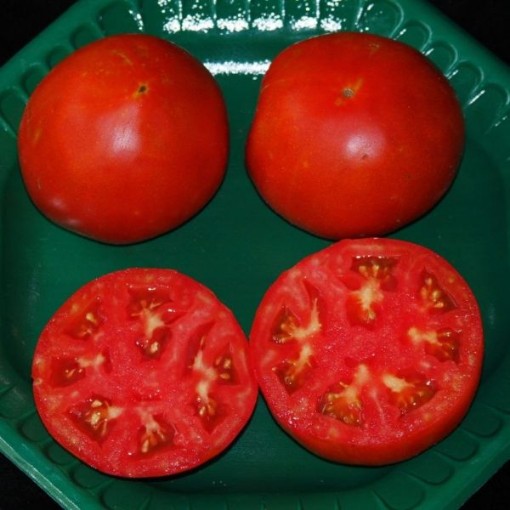 Tycoon Tomato TM777-10