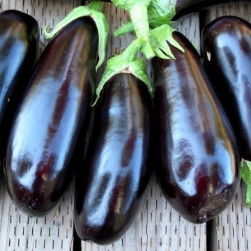 Dusky Eggplant Seeds