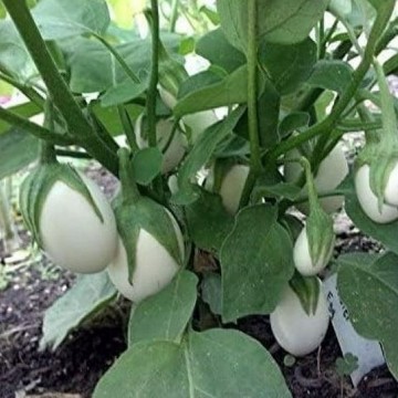 Easter Egg Eggplant Seeds