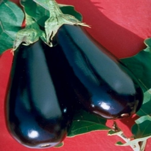 Epic Eggplants EG6-25