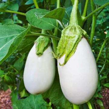 Ghostbuster Eggplant Seeds