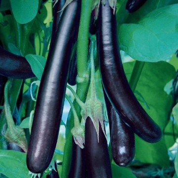 Long Purple Eggplant Seeds