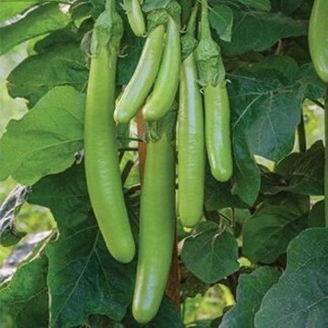 Louisiana Long Green Eggplant Seeds
