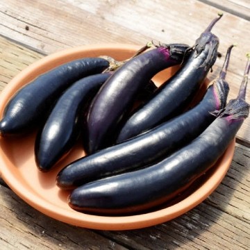 Eggplants. Reimer Seeds