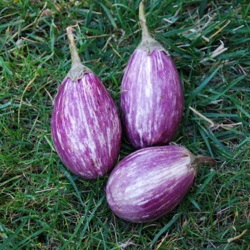 Eggplants Eggplant Seeds. Reimer Seeds