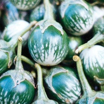 Kermit Eggplant Seeds