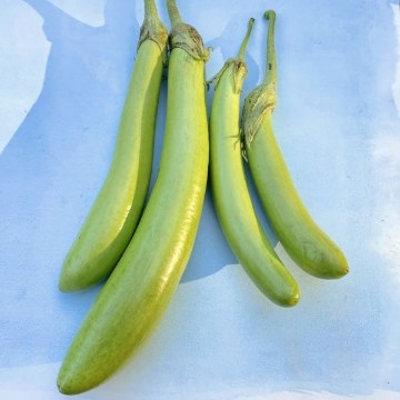 Thai Long Green Eggplant Seeds