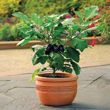 Patio Baby Eggplant Seeds