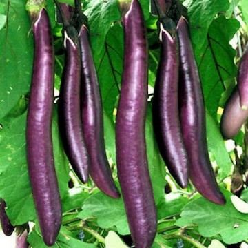 Fengyuan Purple Eggplant Seeds