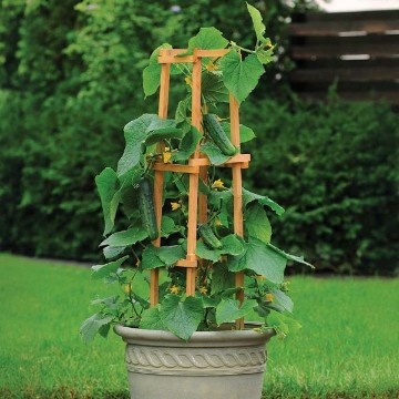 Patio Snacker Cucumber Seeds
