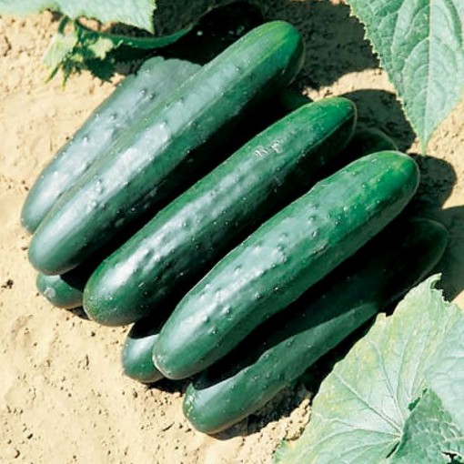 Green Delight Cucumbers CU35-20