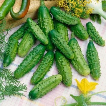 Parisian Gherkin Cucumber Seeds