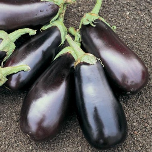 Classic Eggplants EG63-50