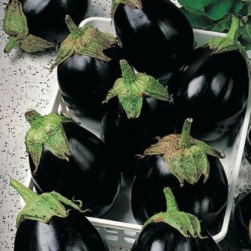 Black King Eggplant Seeds