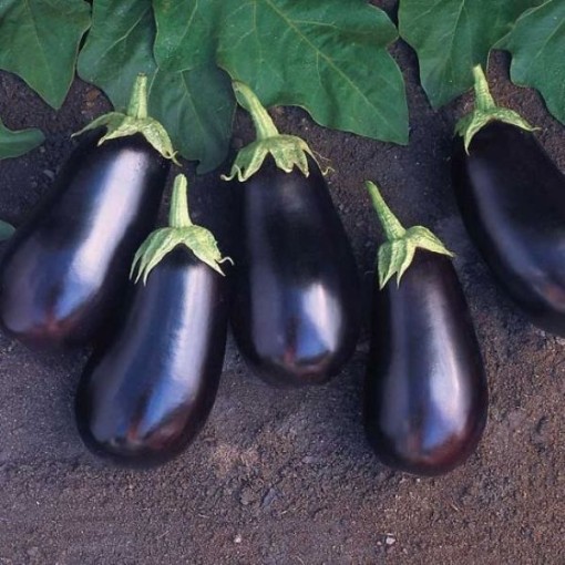 Santana Eggplants EG77-50