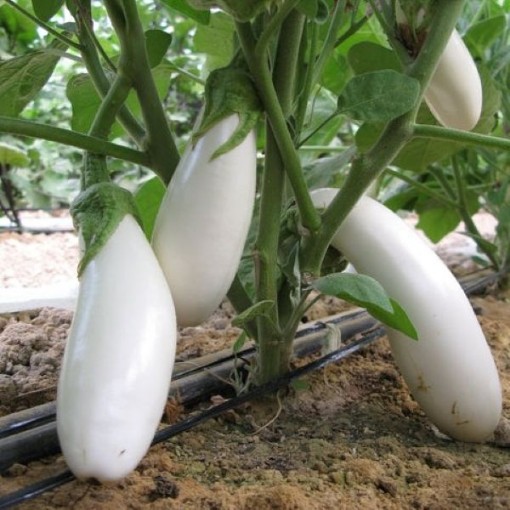 Snowy Eggplants EG79-50