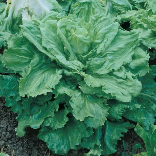 Batavian Full Heart Endive Seeds