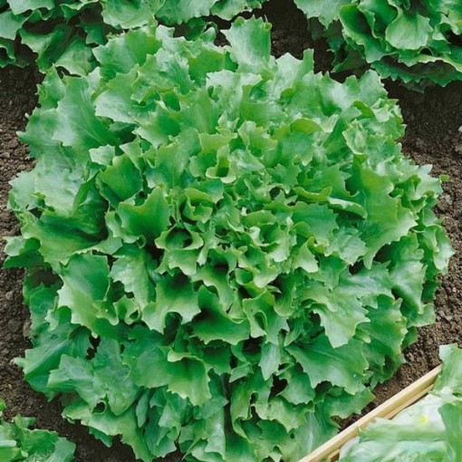 Salad King Endive ED4-750