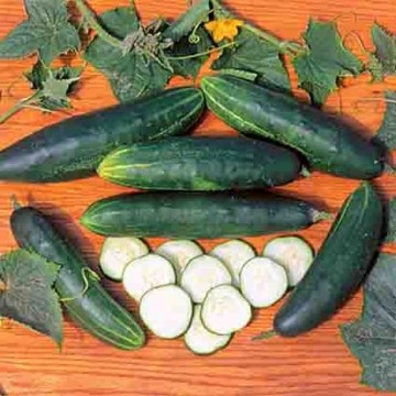 Longfellow Cucumber Seeds