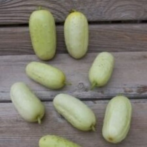 North Carolina Heirloom Cucumbers CU63-10