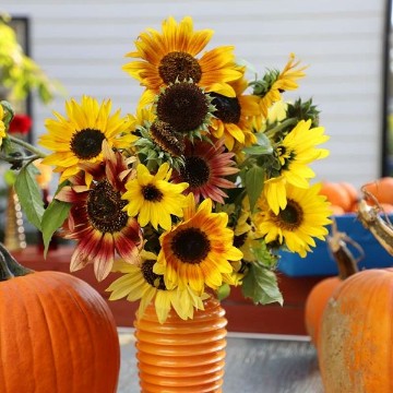 ポポー　ウイルソン　サンフラワー　mainhawk Sunflowers, Sunflower Seeds | Reimer Seeds