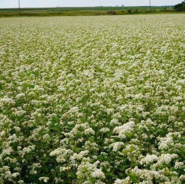 Buckwheat Seeds