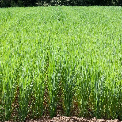 Oats GN3-250