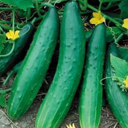 Garden Sweet Burpless Cucumbers CU68-20