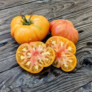 Northern Lights Tomato Seeds