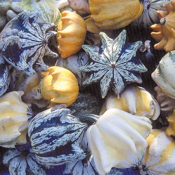 Ten Commandments Gourd Seeds