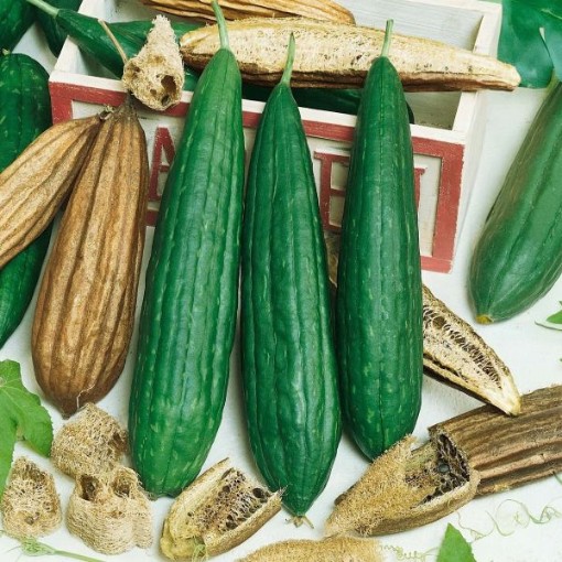 Luffa Gourds GD8-25