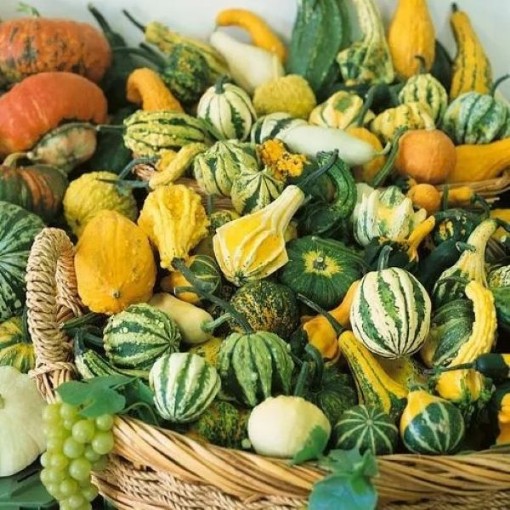 Small Mixed Gourds GD12-25