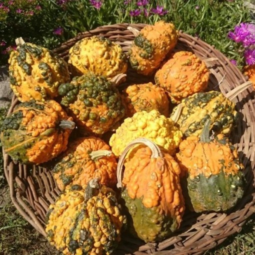 Small Warted Mix Gourds GD15-25