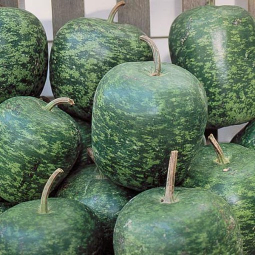 Big Apple Gourds GD18-25
