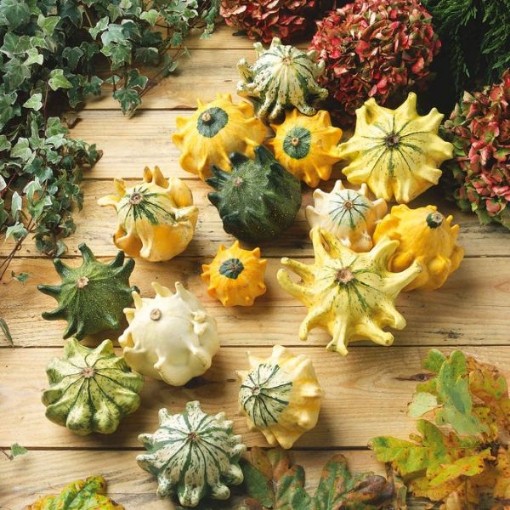 Shenot Crown of Thorns Gourds GD20-25