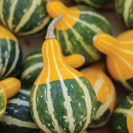 Bi-Color Pear Gourds GD23-25