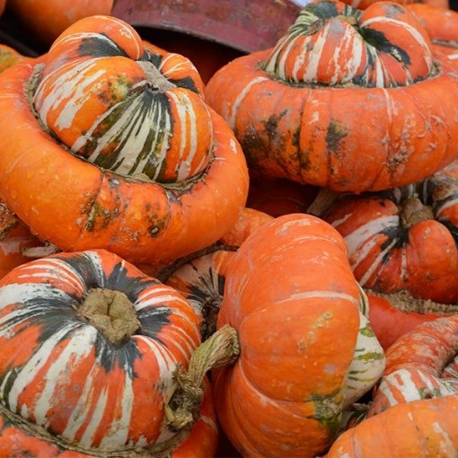 Turk's Turban Gourds GD27-25