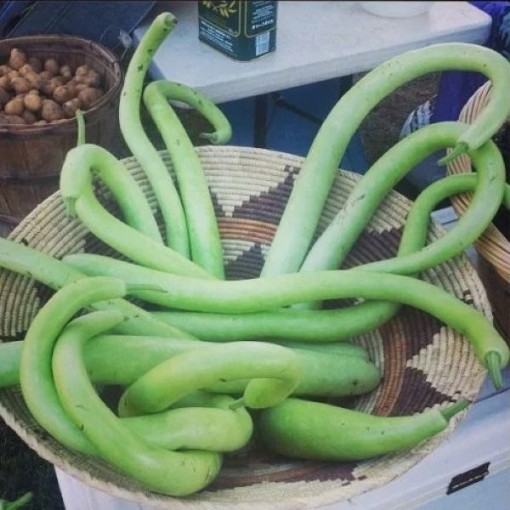 Cucuzzi Gourds GD28-25