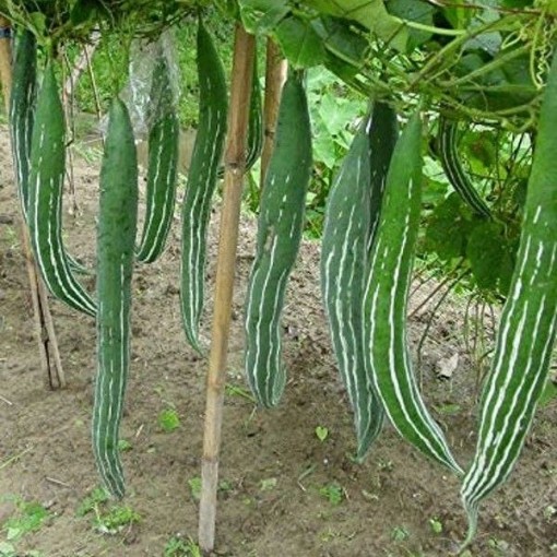 Snake Gourds GD29-10