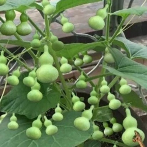 Miniature Bottle Gourds GD30-10