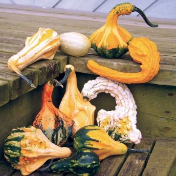 Autumn Wings Medium Gourd Seeds