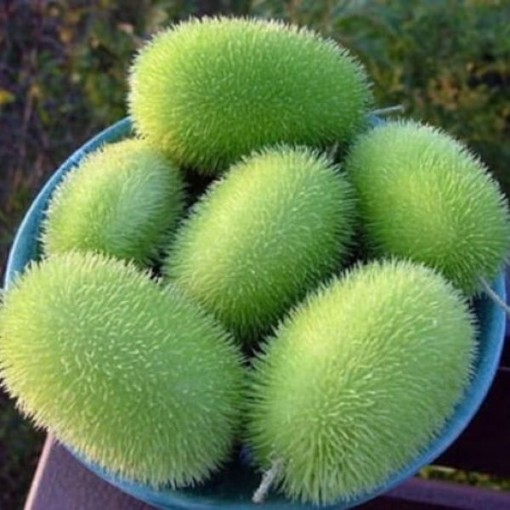 Hedgehog Gourds GD33-25