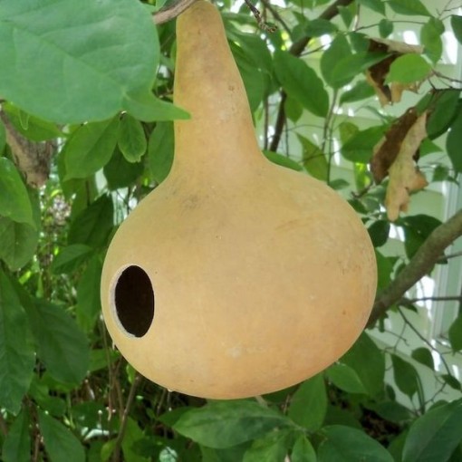 Martin Birdhouse Gourds GD49-25
