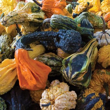 Autumn Wings Large Gourd Seeds